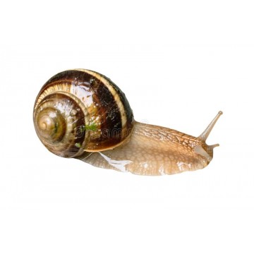 Escargot / Live  snails  1 kg